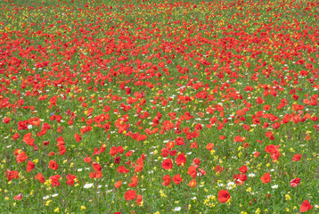Castelluccio di Norcia, 2018 (Umbria, Italy) - The famous landscape flowering with many colors, in the highland of Sibillini Mountains, central Italy