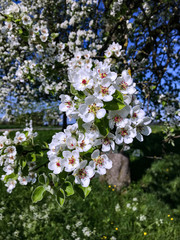 Apfelbl&uuml;te Fr&uuml;hling pur
