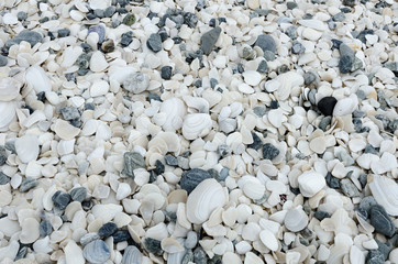 Fototapeta na wymiar Detail of a shelly beach on the Chatham Islands, New Zealand.