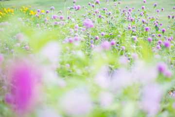 Obraz na płótnie Canvas Blurred pink flower field. soft focus background.vintage tone.