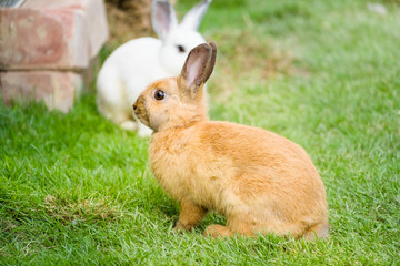 Cute brown bunny rabbit sitting on green grass in the garden.Animal nature background.Easter day concept idea.