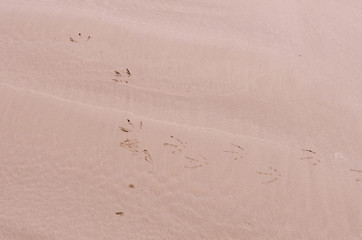 Fototapeta na wymiar Track of a seagull crossing a sandy beach.