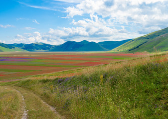 Castelluccio di Norcia, 2018 (Umbria, Italy) - The famous landscape flowering with many colors, in the highland of Sibillini Mountains, central Italy