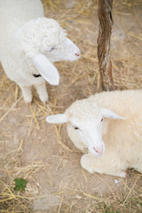 Sheeps in the grapeyard
