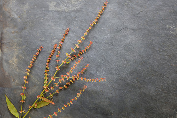 Wild flowers on slatetextured  background - flat lay with copy space