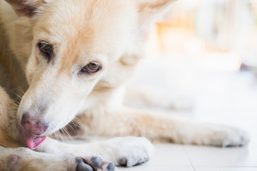 Fototapeta premium Lovely dog emotion