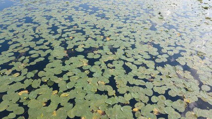 Top view of water lilies with white flowers in a pond in Japan