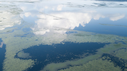 Common Duckweed, Duckweed or Lesser Duckweed cover the pond, good for ecology.