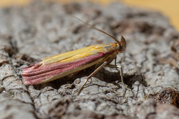 Oncocera semirubella micro moth. Insect in the family Pyralidae at rest, with striking purple and yellow colouration