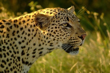 Fototapeta na wymiar Leopard eye