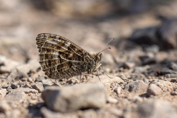 Obraz premium Grayling butterfly (Hipparchia semele) on rocky ground. Butterfly in the family Nymphalidae at rest on ground with underside of wings visible