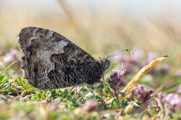 Fototapeta premium Grayling butterfly (Hipparchia semele) nectaring. Butterfly in the family Nymphalidae at rest on ground with underside of wings visible