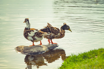duck standing near the water in a city park