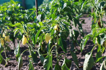 Pepper plant with fruits in a garden