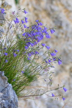 Harebells (Campanula rotundifolia) growing on cliff. A striking plant in the family Campanulaceae, growing on sheer rock face in quarry
