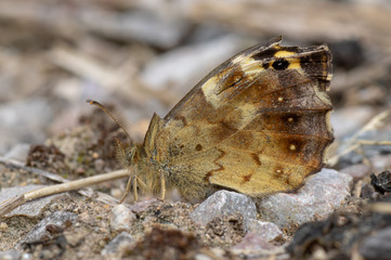 Speckled wood (Pararge aegeria) underside. Damaged butterfly in the family Nymphalidae at rest on the ground, missing part of forewing