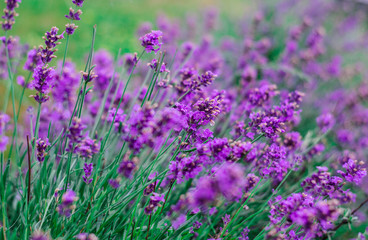 Fototapeta premium Beautiful blossoming wild purple flower in a field