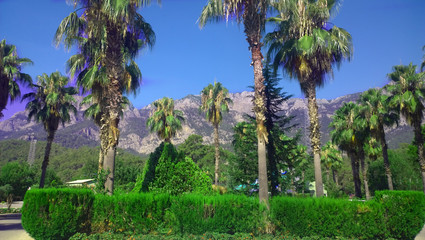 Fototapeta na wymiar Mountains, palms, landscape of Turkey