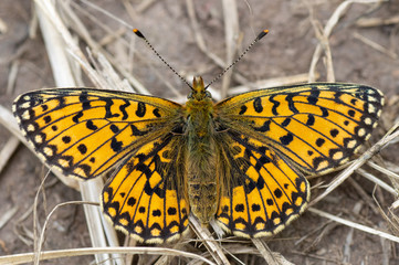 Small pearl-bordered fritillary (Boloria selene) upperside. Butterfly in the family Nymphalidae, basking at rest showing mosaic pattern on open wings