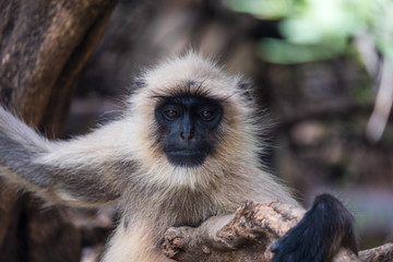 monkey portrait