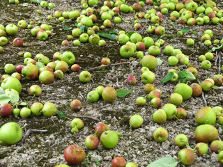 Apples on the ground after thinning in a orchard