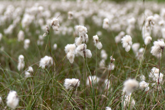 Common cottongrass (Eriophorum angustifolium) in wet meadow. Sedge in the family Cyperaceae, with white cotton-like threads giving the appearance of cotton wool