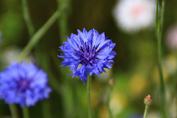 Eine blühende Kornblume