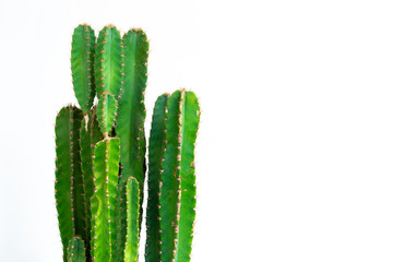 Green cactus isolated