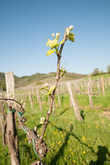 Fototapeta na wymiar Branch of vine with first green leaves in vineyard in early spring