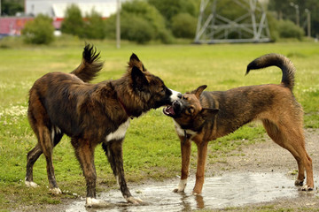 Dogs play with each other. Merry fuss puppies. Aggressive dog. Training of dogs.  Puppies education, cynology, intensive training of young dogs. Young energetic dog on a walk. 