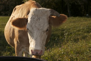 Fototapeta na wymiar Cow face close up