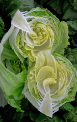 Beginning of necrosis on iceberg lettuce (crop issue)