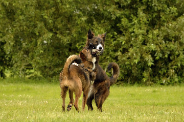 Dogs play with each other. Merry fuss puppies. Aggressive dog. Training of dogs.  Puppies education, cynology, intensive training of young dogs. Young energetic dog on a walk. 