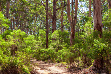 Landscape view of forestry track winding through a tall Karri Forest at Boranup in Western Australia.
