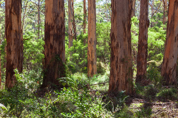 Fototapeta premium Landscape view of straight vertical trucks of Karri trees in the Boranup Forest of Western Australia