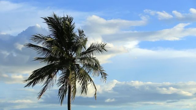 Palm tree in the wind with dark cloud background before raining