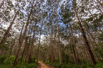 Fototapeta premium Landscape view of forestry track winding through a tall Karri Forest at Boranup in Western Australia.