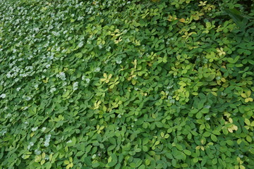 Green Background Leaf  Texture Nature