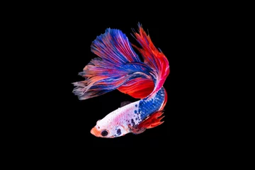 Stof per meter The moving moment beautiful of siamese betta fish in thailand on black background.  © Soonthorn