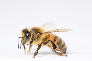 abeille sur fond blanc