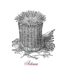 Vintage engraving of beadlet anemone ,  common sea anemone  marine and predatory animal found on rocky shores around the coasts,it presents up to 192 tentacles, arranged in six circles.