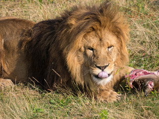 Lion