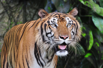 Fototapeta na wymiar Close-up of tiger face