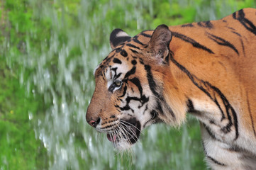 Close-up of tiger face
