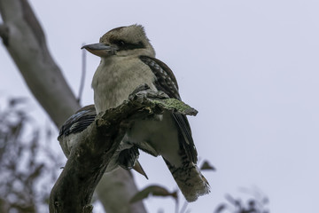 Fototapeta premium Laughing Kookaburra on 20180715 in Canberra, Australia 003