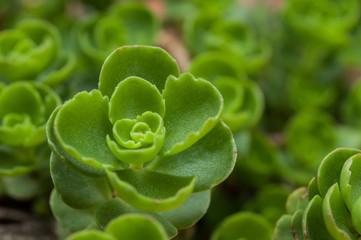 closeup of succulent plant in terra cotta pot