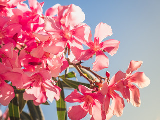 Beautiful pink flowers on the background the blue sky in a clear, sunny day. Close-up