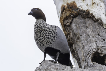 Australian Wood Duck - male - on 20180715 in Canberra, Australia 002