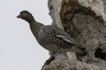 Australian Wood Duck - female - on 20180715 in Canberra, Australia 001