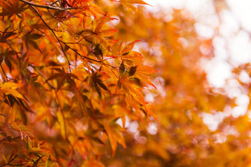 Autumn leaves against the sky background